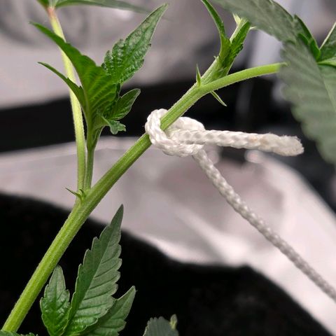 Cherry growlog photo: LowStress Training