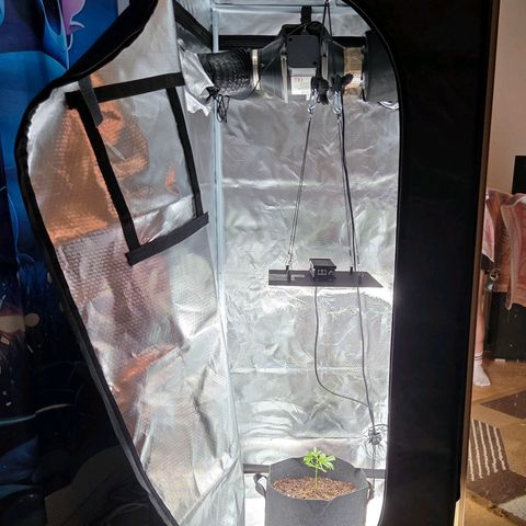 Cherry growlog timeline photo