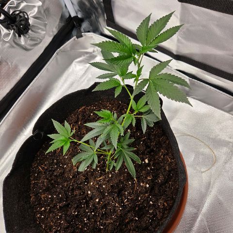 Cherry growlog timeline photo