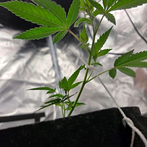 Cherry growlog timeline photo