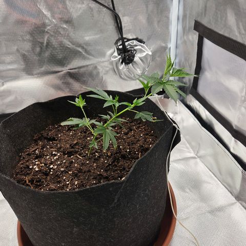 Cherry growlog timeline photo