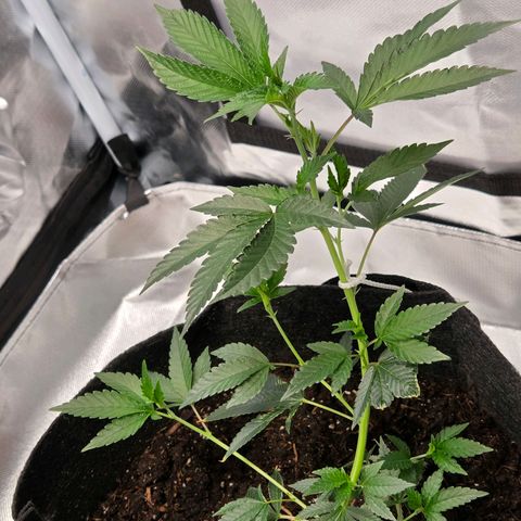 Cherry growlog timeline photo