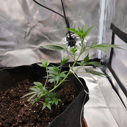 Cherry growlog timeline photo