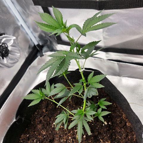 Cherry growlog timeline photo