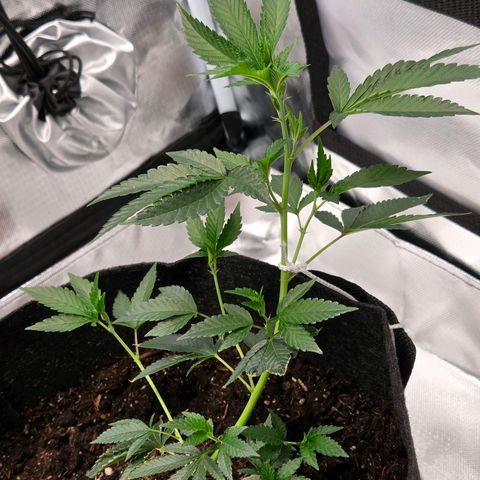 Cherry growlog timeline photo