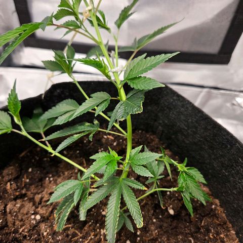 Cherry growlog timeline photo