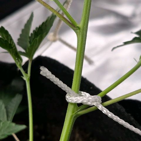 Cherry growlog timeline photo