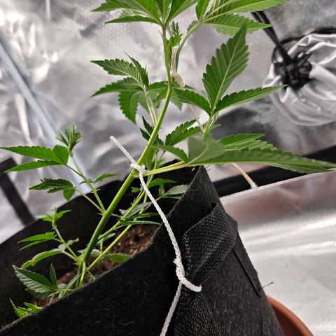 Cherry growlog timeline photo