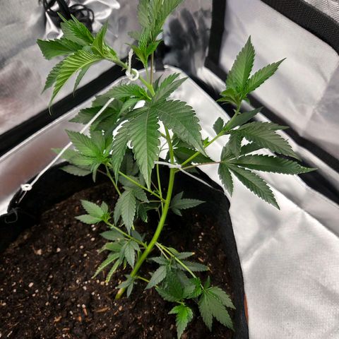 Cherry growlog photo: Vor & Nach der 3. LST Schnur