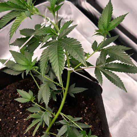 Cherry growlog photo: Vor & Nach der 3. LST Schnur