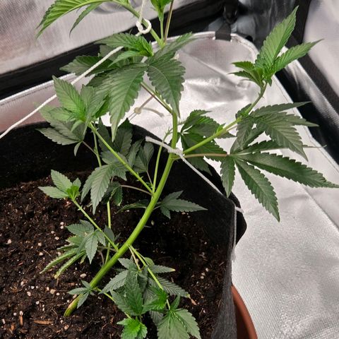 Cherry growlog photo: Vor & Nach der 3. LST Schnur
