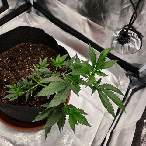 Cherry growlog photo: Vor & Nach der 3. LST Schnur