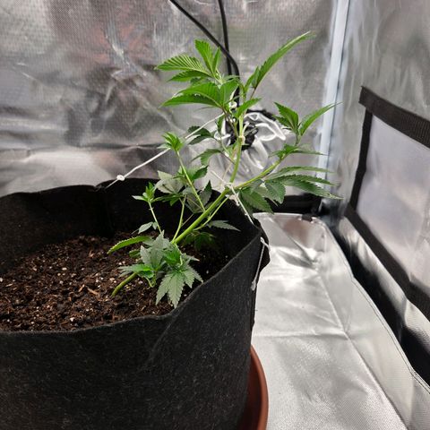 Cherry growlog photo: Vor & Nach der 3. LST Schnur