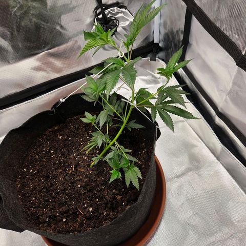Cherry growlog photo: Vor & Nach der 3. LST Schnur