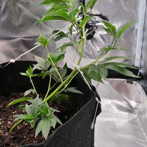 Cherry growlog photo: Vor & Nach der 3. LST Schnur