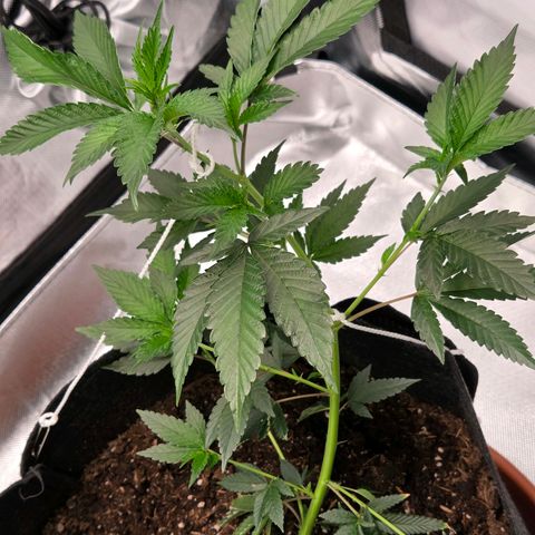 Cherry growlog timeline photo