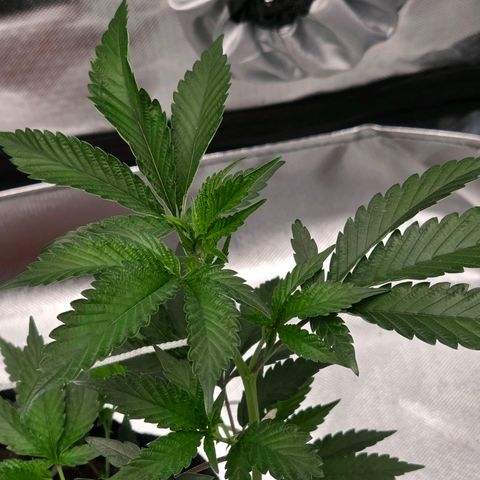 Cherry growlog timeline photo