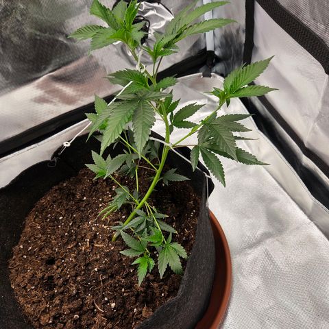 Cherry growlog timeline photo