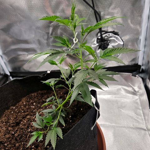 Cherry growlog timeline photo