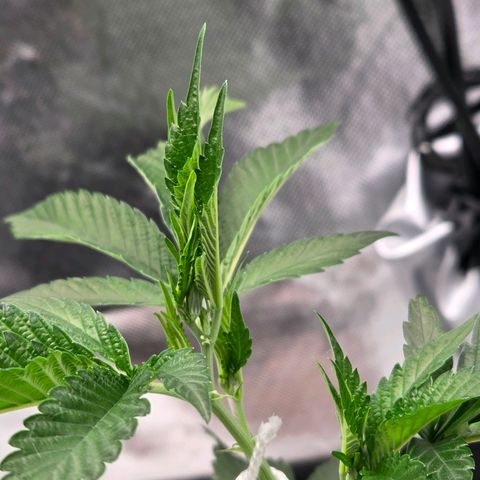 Cherry growlog timeline photo