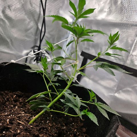 Cherry growlog timeline photo