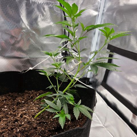 Cherry growlog timeline photo