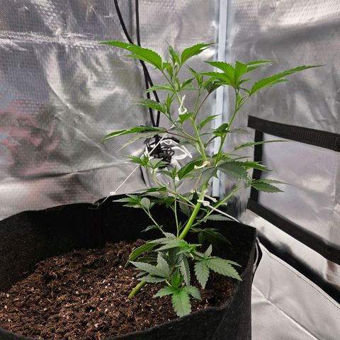 Cherry growlog timeline photo