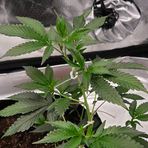 Cherry growlog timeline photo