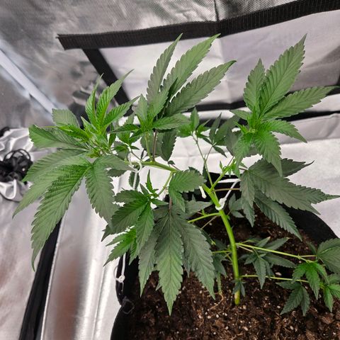 Cherry growlog timeline photo