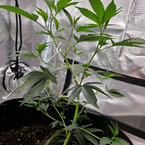 Cherry growlog photo: 4. LST Schnur befestigt 