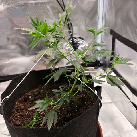 Cherry growlog photo: 4. LST Schnur befestigt 