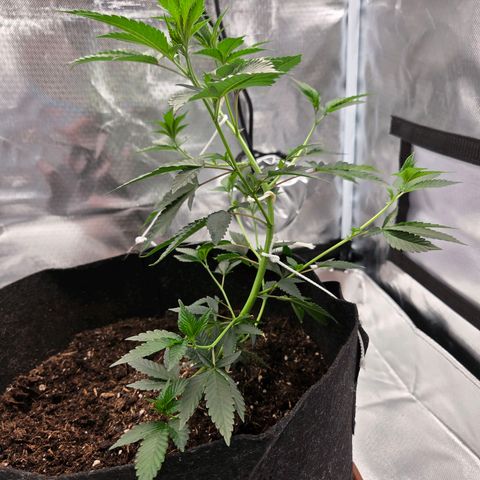 Cherry growlog timeline photo