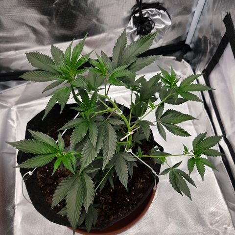 Cherry growlog photo: Mit LST Schnüren