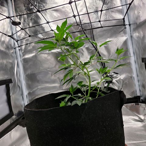 Cherry growlog photo: Mit Scrog Netz ausgestattet 