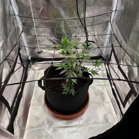 Cherry growlog photo: Mit Scrog Netz ausgestattet 