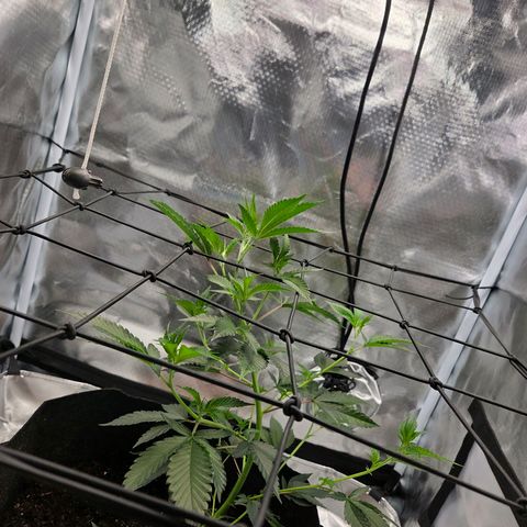 Cherry growlog photo: Ein bisschen Tucking