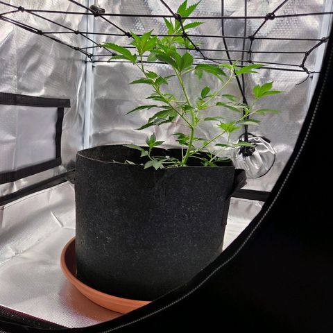 Cherry growlog photo: Ein bisschen Tucking