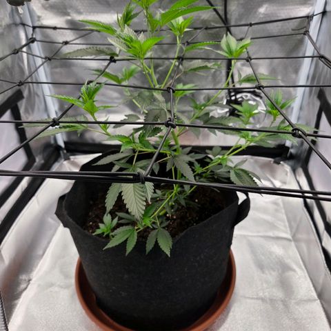 Cherry growlog timeline photo