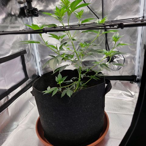 Cherry growlog timeline photo