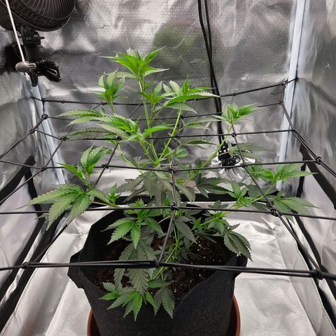 Cherry growlog timeline photo