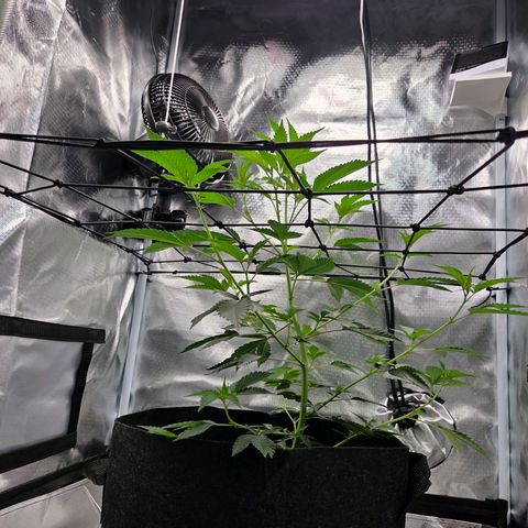Cherry growlog timeline photo