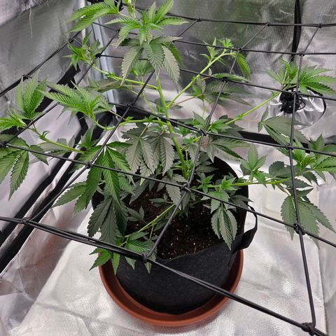 Cherry growlog photo: Nach dem Tucking 