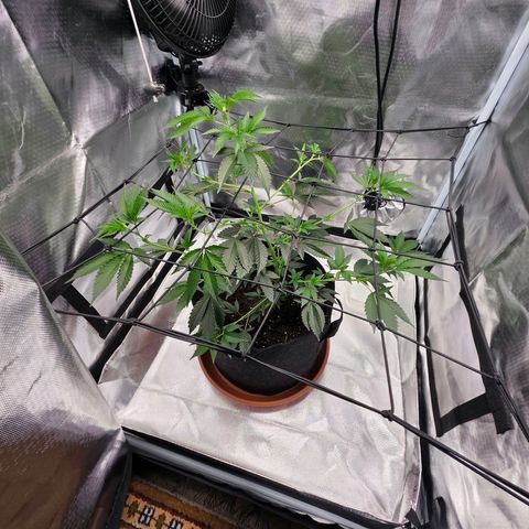 Cherry growlog photo: Nach dem Tucking 