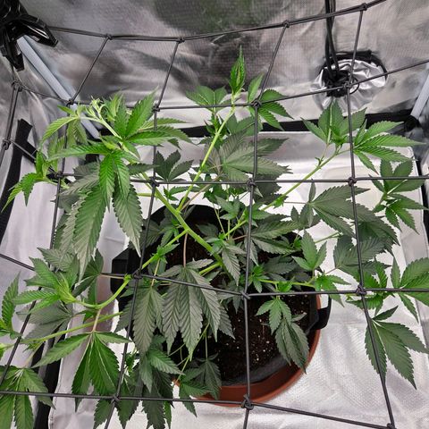 Cherry growlog photo: Nach dem Tucking 