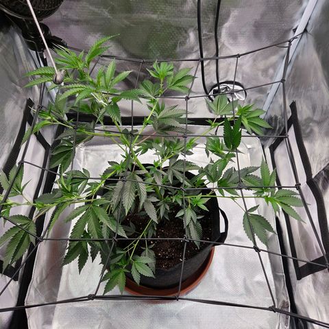 Cherry growlog timeline photo