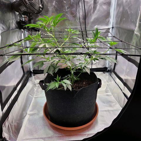 Cherry growlog timeline photo