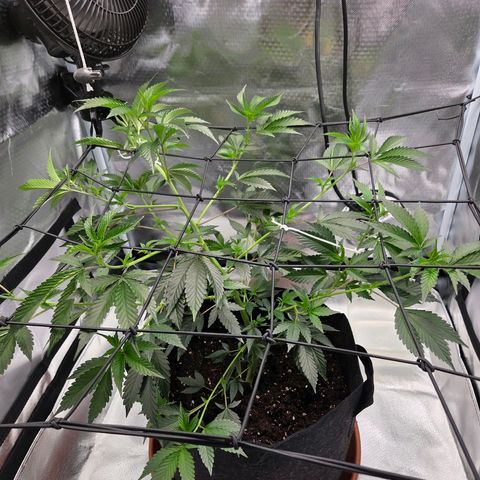 Cherry growlog photo: 5. Tag von Veggiphase Woche 5