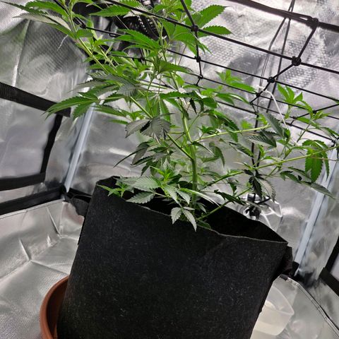 Cherry growlog photo: 5. Tag von Veggiphase Woche 5