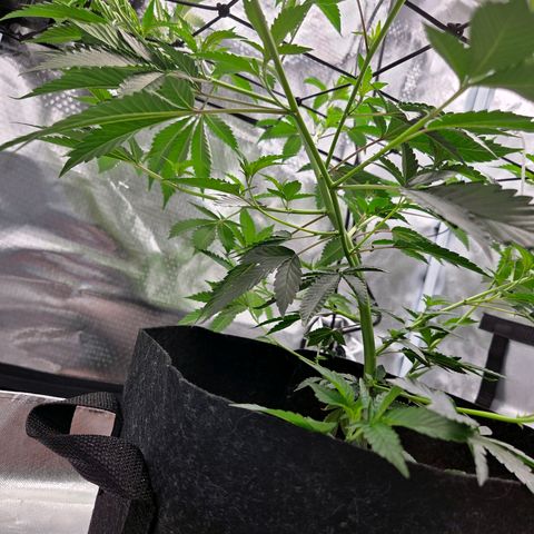Cherry growlog photo: 5. Tag von Veggiphase Woche 5