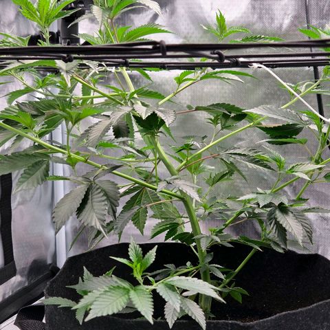 Cherry growlog timeline photo